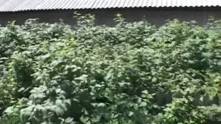 Двор 4