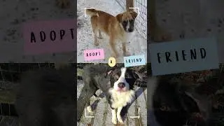 Shelter Dogs!  #adoptarescue #adopteddog #fyp #rescuefosteradopt #rescuedog #cute #dog