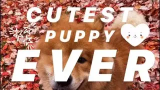 Cutest Puppy Compilation Video of a Eurasier Puppy!