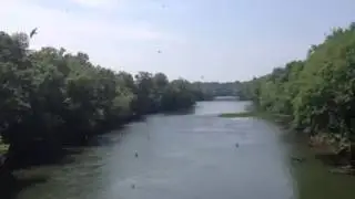Soaring swallows