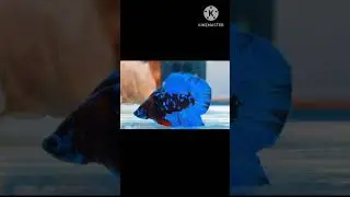 avatar betta fish ⁉️#shorts  #viral #fish #youtubeshorts #shortvideo #subscribe #share #shortsfeed