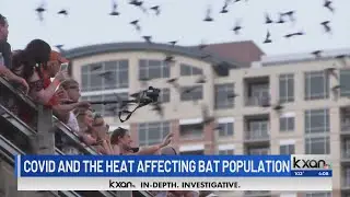 Q&A: Bats living under Congress Ave. bridge can get COVID-19, don't spread it