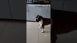Eldo the foodie v/s Aunty😎😎Kitchen comedy #Pet lovers🤗🤗Funny Malayalam vdo😂😂Short reels##