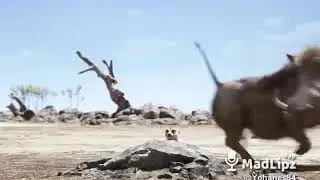 Ama singa