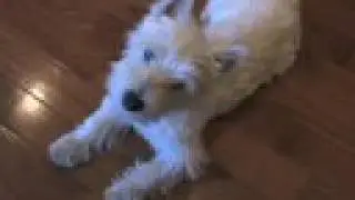 Willy Listening to His Song