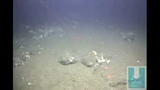 Stalked Tunicate