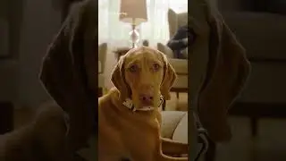 You Wouldn&rsquo;t Turn Your Dog Into a Pair of Shoes, So Why Wear Another Animal?