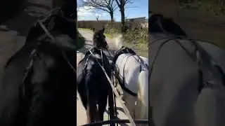 BEAUTIFUL drive out with Mule & Barney! What a pair they are 🤩