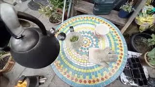 Making Lemon Balm Tea on the Rocket Stove