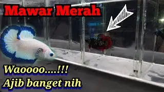 Ikan Ajib-ajib Banget kok Murah...??