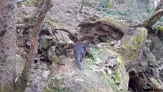 Teaser film : Chroniques de la Loutre en Morvan VF