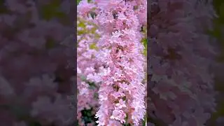 Beautiful Flower Gardens in Full Bloom | Mesmerizing Flowers Everywhere 🌸🌿 |  #shorts