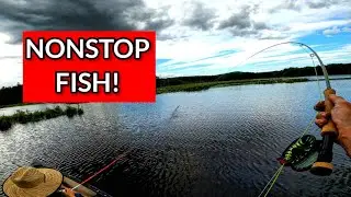FLY FISHING Bluegill and Bass with Mouse and Popper Fly!