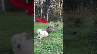 The cat saved the puppy from the lynx! Look closely, friends.