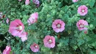Anisodontea capensis (Cape mallow)