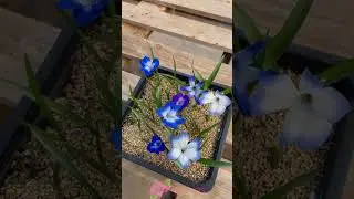 Bunga Spring Starflower | Beautifull Ipheion Uniflorum Flower | Beautifull Flower in Garden #flowers