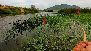 O rio transbordou fora de &eacute;poca  e os peixes foram parar nos pastos.