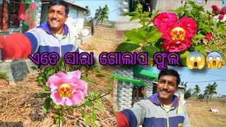 Ete Sara Golap Phula Haba Boli Bhabi Na Thili 😱#rose #flowers #dailyvlog #viralvideo #mrsamunathvlog