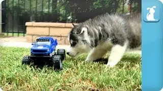 Husky VS. RC Car
