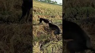 snake attack dog| #dog #snake #hunt #hunting #doglover #dogbite #snakevideo #snakebite