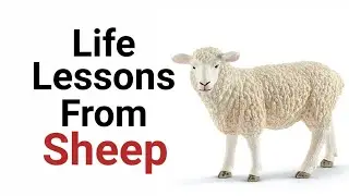 Lessons to learn from SHEEP | Wisdom of Sheep | Life lessons | Animal Series | Lead International