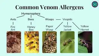 Bees, Wasps, and Ants: Learn the Signs and Response to Venom Allergies