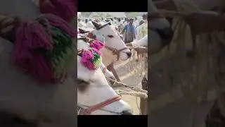 Iza Marekt Santha Videos