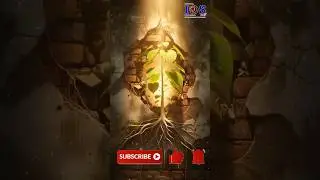 IDS Live: Is it auspicious or inauspicious for a Peepal tree to grow on the wall of the house?