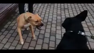 Лабрадор-ретривер. Наш гость Ричард. День 6 / Labrador retriever. Our guest Richard. Day 6