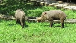 2 Bearded Pigs, Baku NP, Borneo