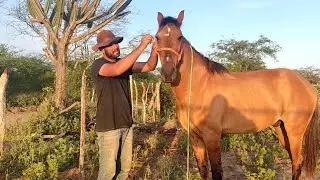 VISITANDO O VAQUEIRO DE Z&Eacute; VICENTE ESSE E O FUQUINHA,CUBATI,PARAIBA.