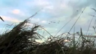 Shooting Geese in Aberdeenshire
