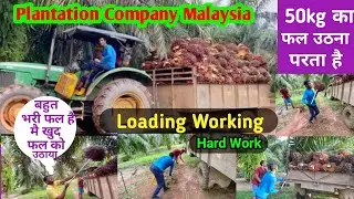 मलेशिया मै यह ही करना होगा plantation काम मै आओ गै तो , Plantation Company Loading work ,