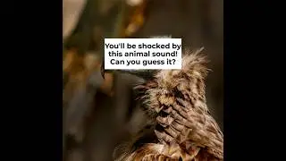 Which Animals Make These Sounds? 3-Question Quiz | Zoo In The Car