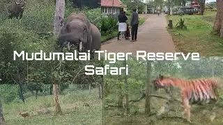 Mudumalai Tiger Reserve Safari| Mudumalai National Park
