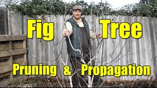 Fig Tree Pruning & Propagation | All You Need To Know