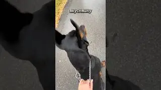 Кто выиграет ? #доберман #doberman #собака #dog