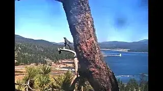 Rare Visit By Townsends Solitaire 🕊4-28-21 Big Bear Eagles