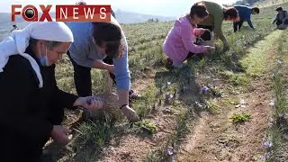 Deshirani, fshati i shafranit ne Elbasan. Shafrani,bima e mrekullive qe lufton semundjet