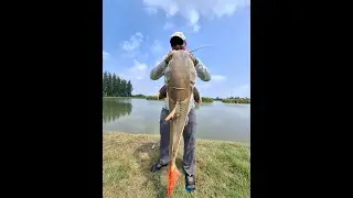 Redtail Catfish Craze Fishing Thailand 2025- BKKGUY