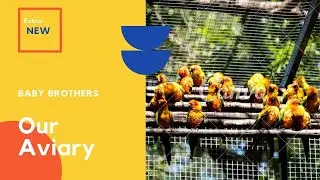 ❤️ Our Aviary ❤️ With new animals ,birds and also planting a new plant ❤️