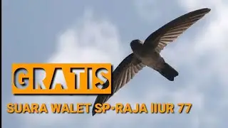 suara pnggil walet sp.raja liur 77