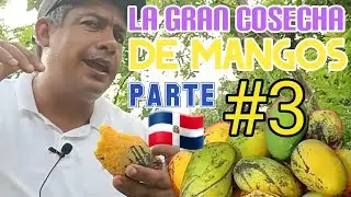 LA GRAN COSECHA DE MANGOS #3 🇩🇴