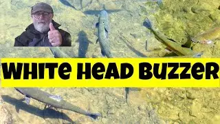 Fly's for Trout (White head buzzer)