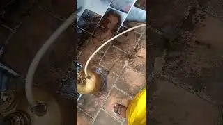 Dangerous bees control service