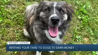 Renting your yard to dogs to earn money