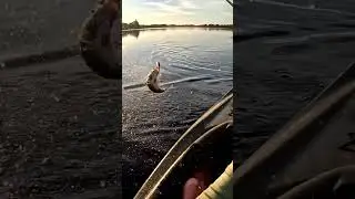 Instant top water bite! #fishing #bassfishing