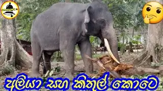 srilankan Eliphent, srilankan travel,  beutiful animals, bike ride,penawela Eliphent,Ali ethun,E tv