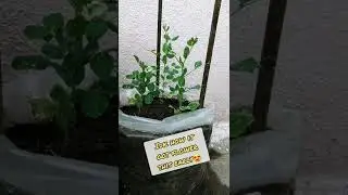 Growing Peas in plastic bag #shorts #gardening #youtubeindia