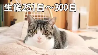 #25 Кошки развлекаются с кошачьим котацу и поилкой